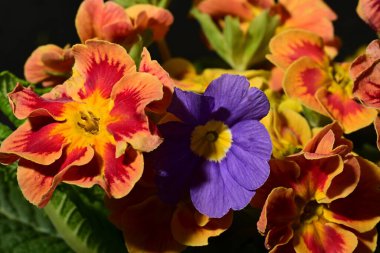 Koyu arkaplandaki güzel primula çiçeklerini kapat.