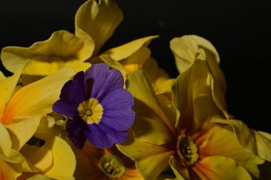 Güzel sarı ve mor çiçekler, yakın görüş