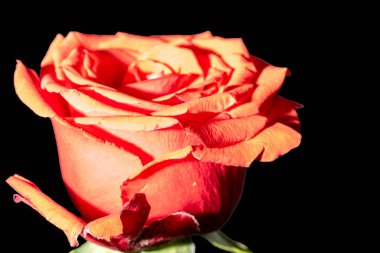 Karanlıkta güzel kırmızı gül çiçeği