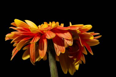 Koyu arkaplanda parlak gerbera çiçeği