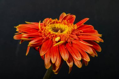 Koyu arkaplanda parlak gerbera çiçeği