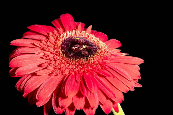 bright gerbera flower on dark background
