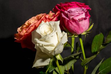 Siyah arka planda güzel bir buket gül çiçeği.