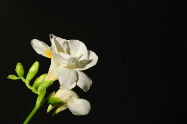 koyu arka plan üzerinde güzel beyaz çiçekler