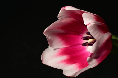 Siyah arkaplanda pembe lale