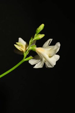 koyu arka plan üzerinde güzel beyaz çiçekler