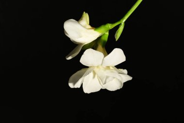 koyu arka plan üzerinde güzel beyaz çiçekler