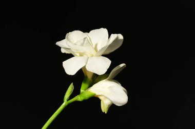 koyu arka plan üzerinde güzel beyaz çiçekler