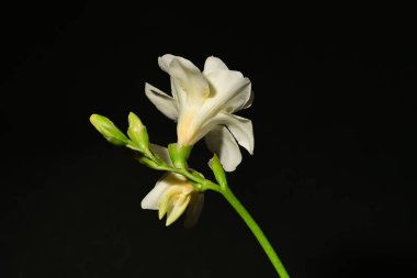 koyu arka plan üzerinde güzel beyaz çiçekler