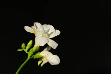 koyu arka plan üzerinde güzel beyaz çiçekler