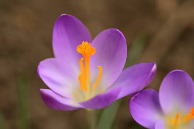 Bahçedeki güzel timsahların çiçeklerini kapat. 