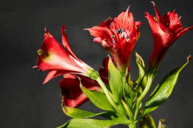 Koyu arkaplandaki güzel çiçekleri kapat 