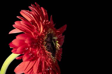 Koyu arkaplandaki güzel çiçeğe yaklaş 