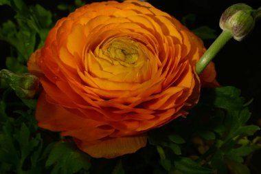 Koyu arkaplandaki güzel çiçeğe yaklaş 