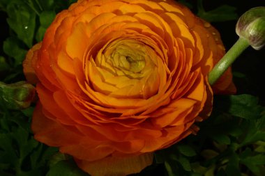 Koyu arkaplandaki güzel çiçeğe yaklaş 