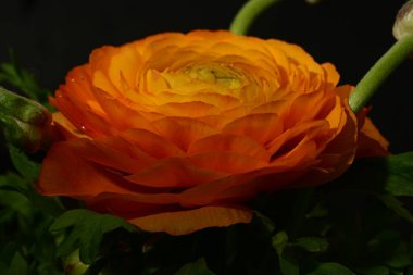 Koyu arkaplandaki güzel çiçeğe yaklaş 