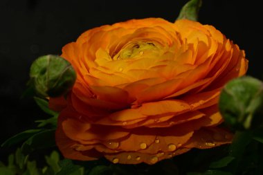 Koyu arkaplandaki güzel çiçeğe yaklaş 