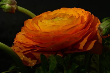 Koyu arkaplandaki güzel çiçeğe yaklaş 