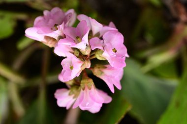 Bahçedeki güzel parlak çiçekleri kapat. 