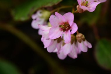 Bahçedeki güzel parlak çiçekleri kapat. 