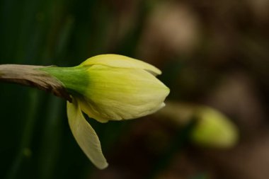 Bahçedeki nergis çiçeğine yaklaş. 