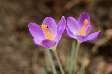 Bahçedeki güzel timsahların çiçeklerini kapat. 