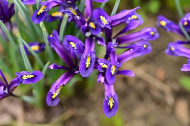 Bahçedeki güzel süsen çiçeklerini kapat. 