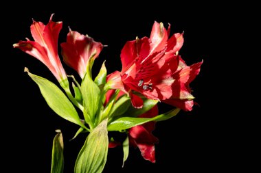 Koyu arkaplandaki güzel çiçekleri kapat 