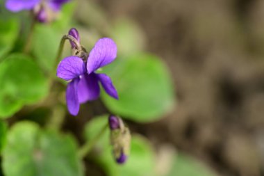 Bahçedeki güzel mor çiçekler