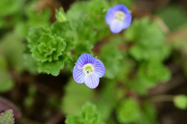Bahçedeki güzel parlak çiçekleri kapat. 