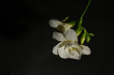 Siyah arka planda güzel beyaz çiçekler