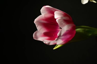 Siyah arka planda güzel bir lale çiçeği.