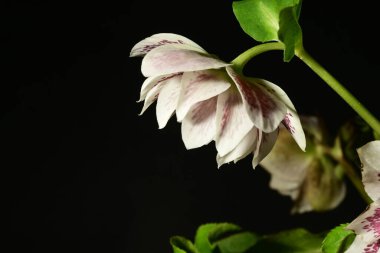 Koyu arkaplanda güzel beyaz ve pembe çiçeklerin yakın plan çekimi.