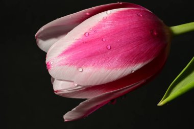 Siyah arka planda güzel bir lale çiçeği.