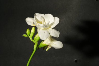 Siyah arka planda güzel beyaz çiçekler