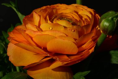 Koyu arkaplanda güzel bir turuncu gül, yaz konsepti, yakın görüş