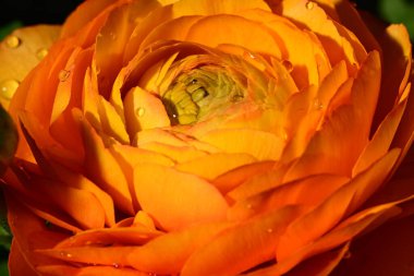 Koyu arkaplanda güzel bir turuncu gül, yaz konsepti, yakın görüş