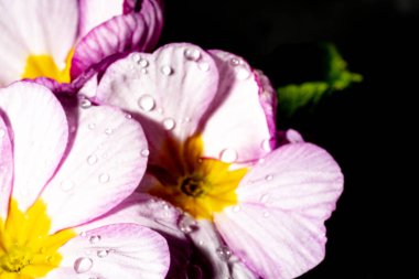 Koyu arkaplanda güzel beyaz ve pembe çiçeklerin yakın plan çekimi.