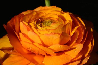 Koyu arkaplanda güzel bir turuncu gül, yaz konsepti, yakın görüş