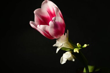 Koyu arkaplanda lale olan güzel beyaz çiçekler.