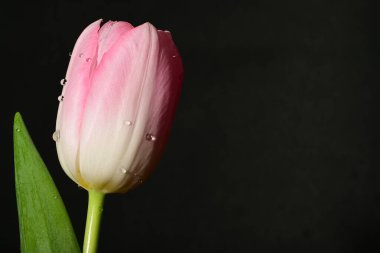 Siyah arka planda güzel bir lale çiçeği.