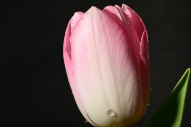 Siyah arka planda güzel bir lale çiçeği.