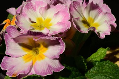 Koyu arkaplanda güzel beyaz ve pembe çiçeklerin yakın plan çekimi.