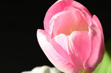 Siyah arka planda güzel bir lale çiçeği.