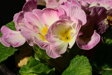 Koyu arkaplanda güzel beyaz ve pembe çiçeklerin yakın plan çekimi.