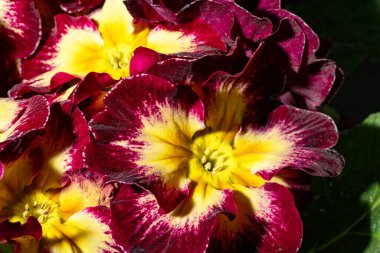 Güzel çiçekler, çiçek konsepti 