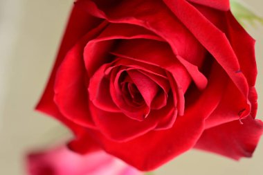 Gri arkaplanda güzel, parlak bir gül çiçeği 