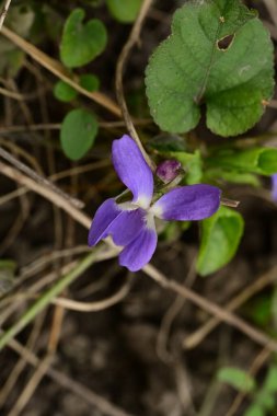 Bahçede güzel bir menekşe, çiçek konsepti... 