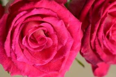 Güzel parlak güller, kapat