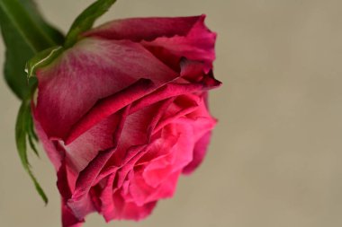 Gri arka plan üzerinde güzel gül çiçek 